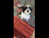 Dog jump after guy ask to go walk