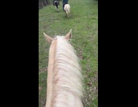 Three people ride on horse between trees