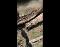 Collab WeirdM - Man Holds and Pulls Snapping Turtles Tail at the Mud