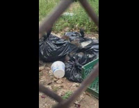 Giant rats on garbage bags abandoned lot