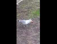 Seagull seen swallowing one whole grill rib