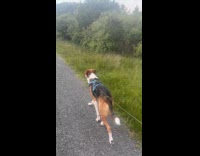 Dog on leash walk on trail road