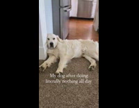 Dog is drained after doing nothing all day