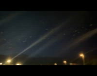 Colony of Bats Fly and Migrate at Night