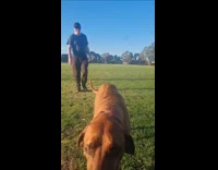 Dog plays at park hates being filmed