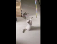 Grey white cat yellow pink blue ribbon