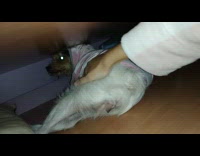 BitchMP - dog hides under couch fireworks in background