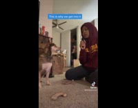 Brown dog walks out on its owner 