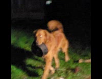 Brown dog carry bowl on yard night