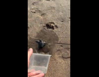 Baby turtles set free towards the beach