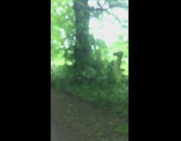 Green caterpillar found hanging in air 