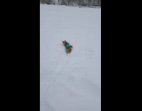 small tan dog in green sweater tries to catch snowballs 