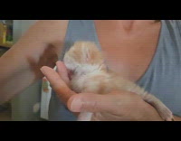 Submitter holding tiny newborn kitten