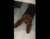 Brown dog gets mad barks at owner