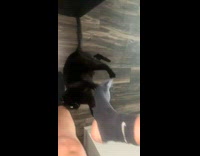 Collab BitchMP - Cat hold onto guys socks 