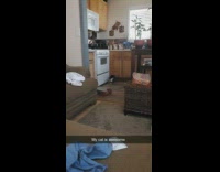 Black white cat fetch toy from kitchen