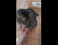 Cat eat vitamins from bottle case reach paw 