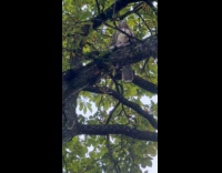 Collab WINY - Falcon on tree branch holds dead rat