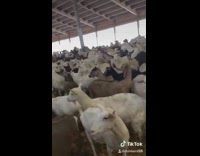 Guy shows all the goats in farm 