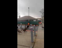 Flock of turkeys on street sidewalk driveway