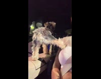 Dog being nosy and clingy at the same time