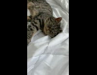 Cat sleeps on bed 