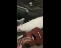 Pet dog runs away from the ukulele