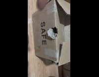 Cat catches finger while inside the box with the word SAFE