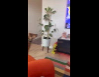 Dog barking first time to see tv