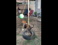 Two dogs play Tetherball at the backyard