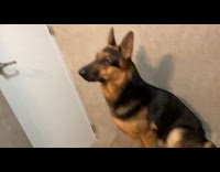 Dog tries catching fly inside the bathroom