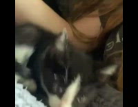 Black and white kitten plays with hair 