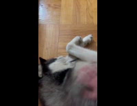 Dog lie down asks for more scratches