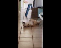 Shiba dog sleeps on back with legs spread