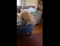 Collab Clips MPUGC - Man shows friends 17 year old dog 