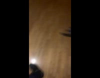 Collab BitchMP - Black dog makes mess and jumps away hitting wall