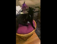 Black cat catch purple feather bait slowmo