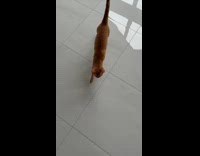 Cat gets zoomies jumps through inbetween hoomans legs