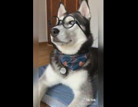 Grey husky dog blue bandana glasses necklace 