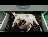 Mother cat breastfeed kittens inside cabinet drawer