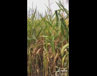 Throw corn in maze scream