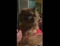 Lady Laughs at Jealous Man Over Dog