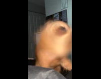 Dog with its fur beard air blown