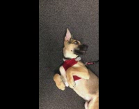 tan dog lies on the floor in red harness 