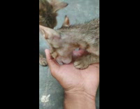 2 skinny cats lick hand 