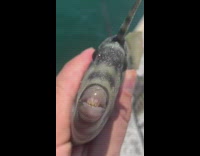 Cameraperson holding fish with teeth out of water