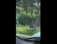 Woman yapping inside car notice cat staring at her