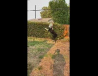 Dog catches frisbee in air 