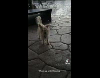 Hairy dog step back away chair tiktok