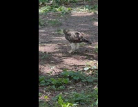 Hawk bird eat rat on park yard